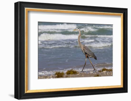 Cameron County, Texas. Great Blue Heron, Ardea Herodias, Feeding-Larry Ditto-Framed Photographic Print