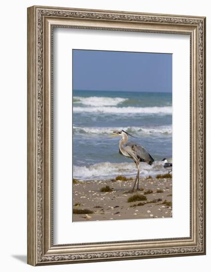 Cameron County, Texas. Great Blue Heron, Ardea Herodias, Feeding-Larry Ditto-Framed Photographic Print