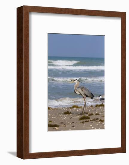 Cameron County, Texas. Great Blue Heron, Ardea Herodias, Feeding-Larry Ditto-Framed Photographic Print