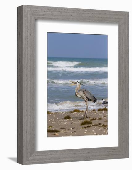 Cameron County, Texas. Great Blue Heron, Ardea Herodias, Feeding-Larry Ditto-Framed Photographic Print