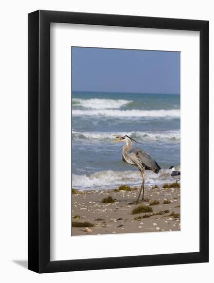 Cameron County, Texas. Great Blue Heron, Ardea Herodias, Feeding-Larry Ditto-Framed Photographic Print