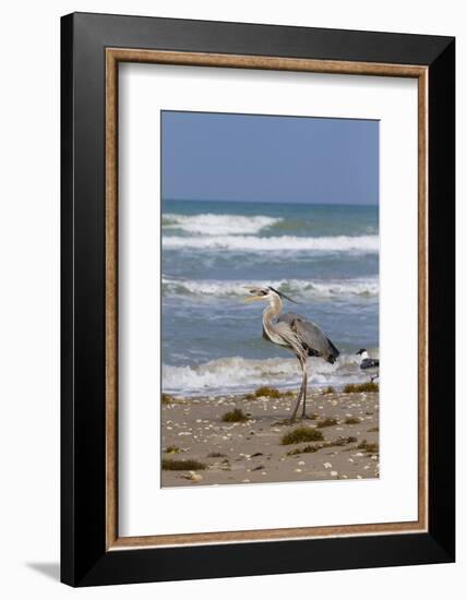 Cameron County, Texas. Great Blue Heron, Ardea Herodias, Feeding-Larry Ditto-Framed Photographic Print