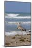 Cameron County, Texas. Great Blue Heron, Ardea Herodias, Feeding-Larry Ditto-Mounted Photographic Print