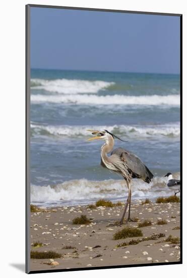 Cameron County, Texas. Great Blue Heron, Ardea Herodias, Feeding-Larry Ditto-Mounted Photographic Print