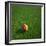 Cameroonian Soccerball Lying on Grass-zentilia-Framed Art Print