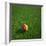 Cameroonian Soccerball Lying on Grass-zentilia-Framed Art Print