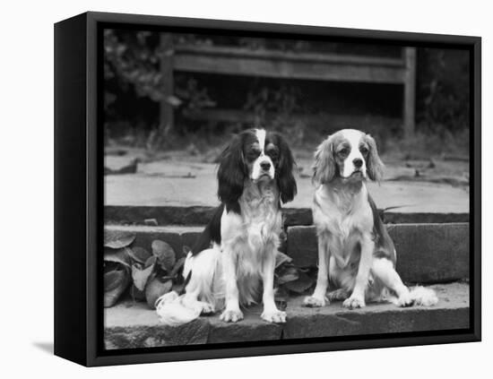 Camilla of Hillbarn Dickon of Littlebreach Sitting Together. Owner: Percival-Thomas Fall-Framed Premier Image Canvas