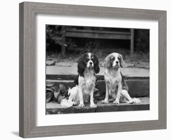 Camilla of Hillbarn Dickon of Littlebreach Sitting Together. Owner: Percival-Thomas Fall-Framed Photographic Print