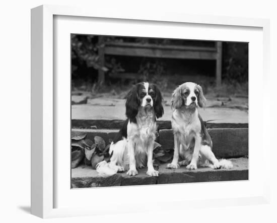 Camilla of Hillbarn Dickon of Littlebreach Sitting Together. Owner: Percival-Thomas Fall-Framed Photographic Print