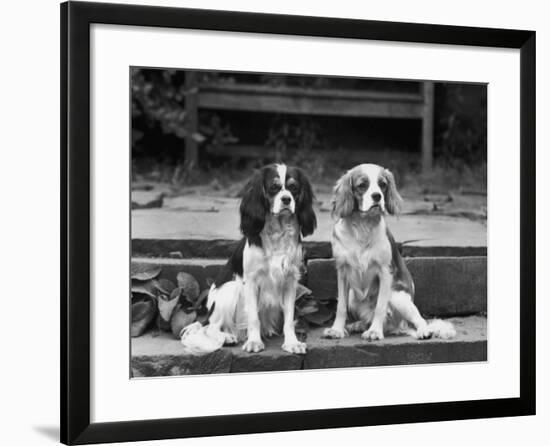 Camilla of Hillbarn Dickon of Littlebreach Sitting Together. Owner: Percival-Thomas Fall-Framed Photographic Print