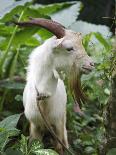 Goat in Sao Tomé and Principé, Africa's Second Smallest Country-Camilla Watson-Photographic Print