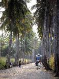 Sao Tomense Walk Through a Plantation Called 'Rio Do Ouro' in the North of the Island of Sao Tomé-Camilla Watson-Photographic Print