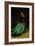 Camille Monet, the Painter's First Wife (1847-1879)-Claude Monet-Framed Giclee Print