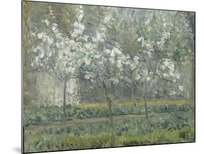 Printemps. Pruniers en fleurs, dit : Potager, arbres en fleurs