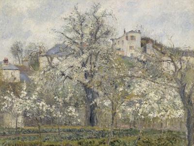絵画 Camille Pissarro Printemps, Pruniers en Printemps. Pruniers en fleurs, dit : Potager, arbres en fleurs