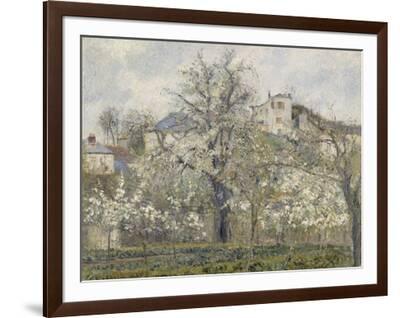 Printemps. Pruniers en fleurs, dit : Potager, arbres en fleurs