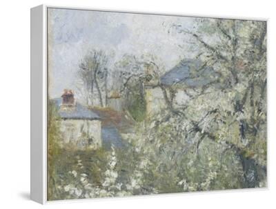 Printemps. Pruniers en fleurs, dit : Potager, arbres en fleurs