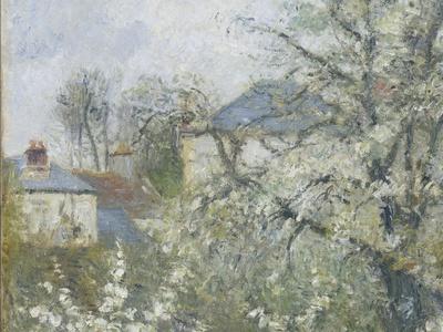 Printemps. Pruniers en fleurs, dit : Potager, arbres en