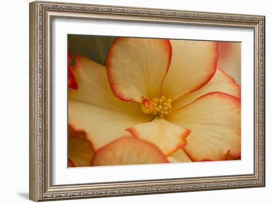 Camille's Begonias I-Rita Crane-Framed Photographic Print