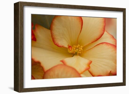 Camille's Begonias I-Rita Crane-Framed Photographic Print