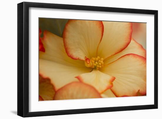 Camille's Begonias I-Rita Crane-Framed Photographic Print