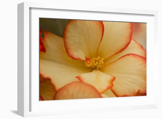 Camille's Begonias I-Rita Crane-Framed Photographic Print