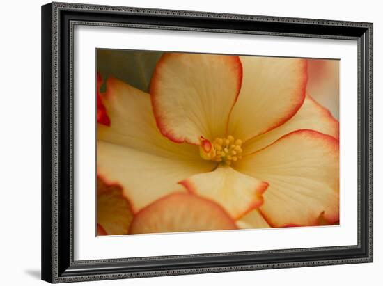 Camille's Begonias I-Rita Crane-Framed Photographic Print