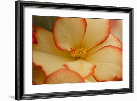 Camille's Begonias I-Rita Crane-Framed Photographic Print