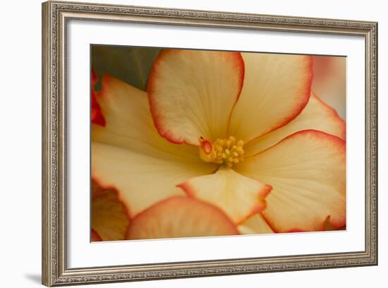 Camille's Begonias I-Rita Crane-Framed Photographic Print