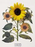 Floral Decoupage - Helianthus-Camille Soulayrol-Giclee Print