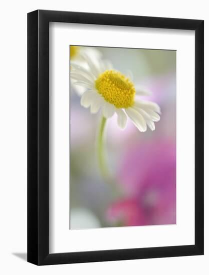 Camomile, Matricaria Chamomilla, Blossom, Close-Up-Andreas Keil-Framed Photographic Print