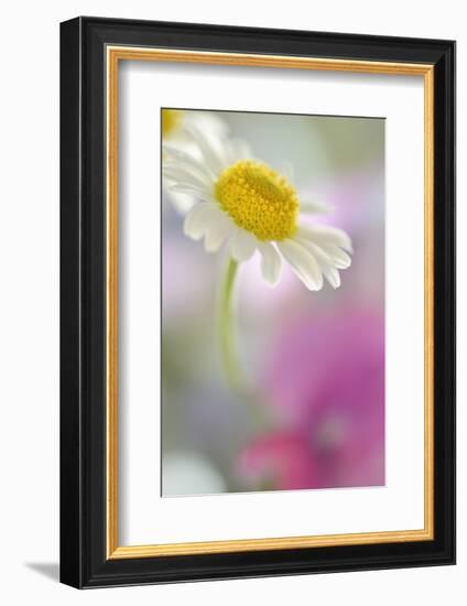 Camomile, Matricaria Chamomilla, Blossom, Close-Up-Andreas Keil-Framed Photographic Print