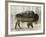 Camouflage Animals - Bison-Tania Bello-Framed Giclee Print