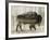 Camouflage Animals - Bison-Tania Bello-Framed Giclee Print