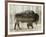 Camouflage Animals - Bison-Tania Bello-Framed Giclee Print