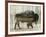 Camouflage Animals - Bison-Tania Bello-Framed Giclee Print