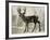 Camouflage Animals - Deer-Tania Bello-Framed Giclee Print