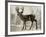 Camouflage Animals - Deer-Tania Bello-Framed Giclee Print