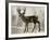 Camouflage Animals - Deer-Tania Bello-Framed Giclee Print