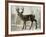Camouflage Animals - Deer-Tania Bello-Framed Giclee Print
