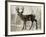 Camouflage Animals - Deer-Tania Bello-Framed Giclee Print