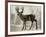 Camouflage Animals - Deer-Tania Bello-Framed Giclee Print