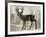 Camouflage Animals - Deer-Tania Bello-Framed Giclee Print