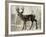 Camouflage Animals - Deer-Tania Bello-Framed Giclee Print