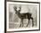 Camouflage Animals - Deer-Tania Bello-Framed Giclee Print