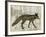 Camouflage Animals - Fox-Tania Bello-Framed Giclee Print