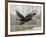 Camouflage Animals - Hawk-Tania Bello-Framed Giclee Print