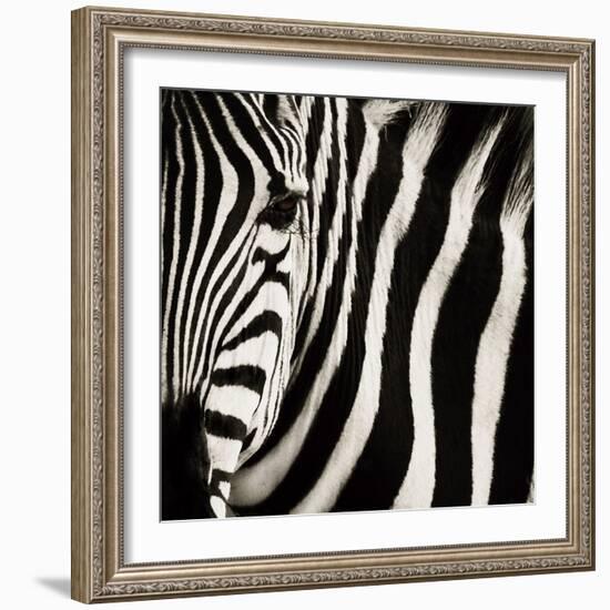 Camouflage I-Susann Parker-Framed Photographic Print