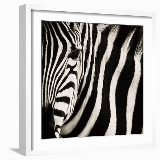 Camouflage I-Susann Parker-Framed Photographic Print