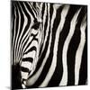 Camouflage I-Susann Parker-Mounted Photographic Print